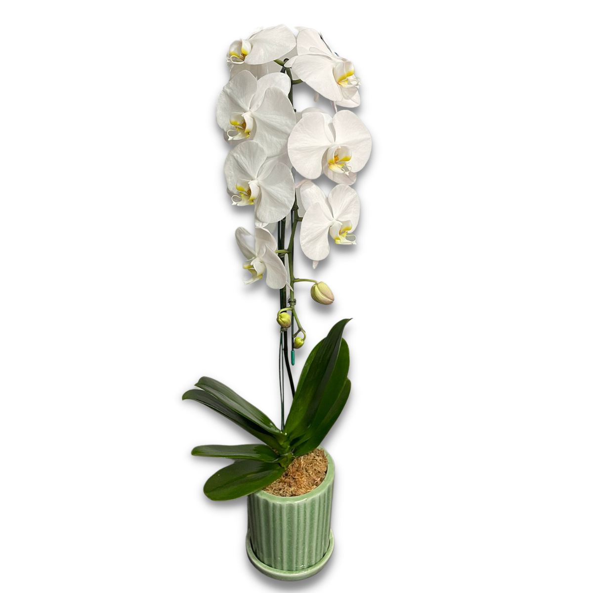 Orchid & Plant