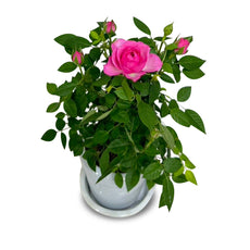 Pink - Valentine's Miniature Rose (ต้นกุหลาบแคระ)